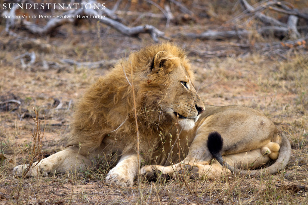 Single male lion seen with 2 lionesses thought to be from Singwe Pride