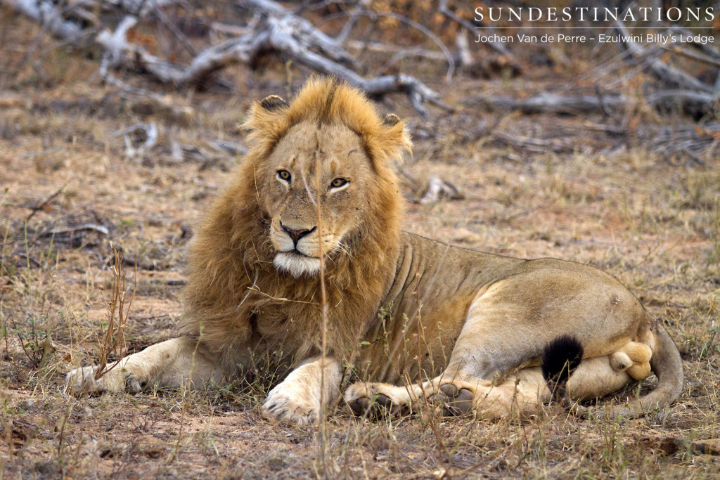 Unusual visitor: male lion believed to be part of the Singwe Pride seen at Ezulwini River Lodge