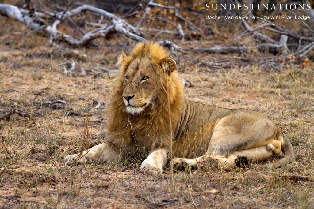Assumed to be one of the Singwe male lions seen at Ezulwini River Lodge recently