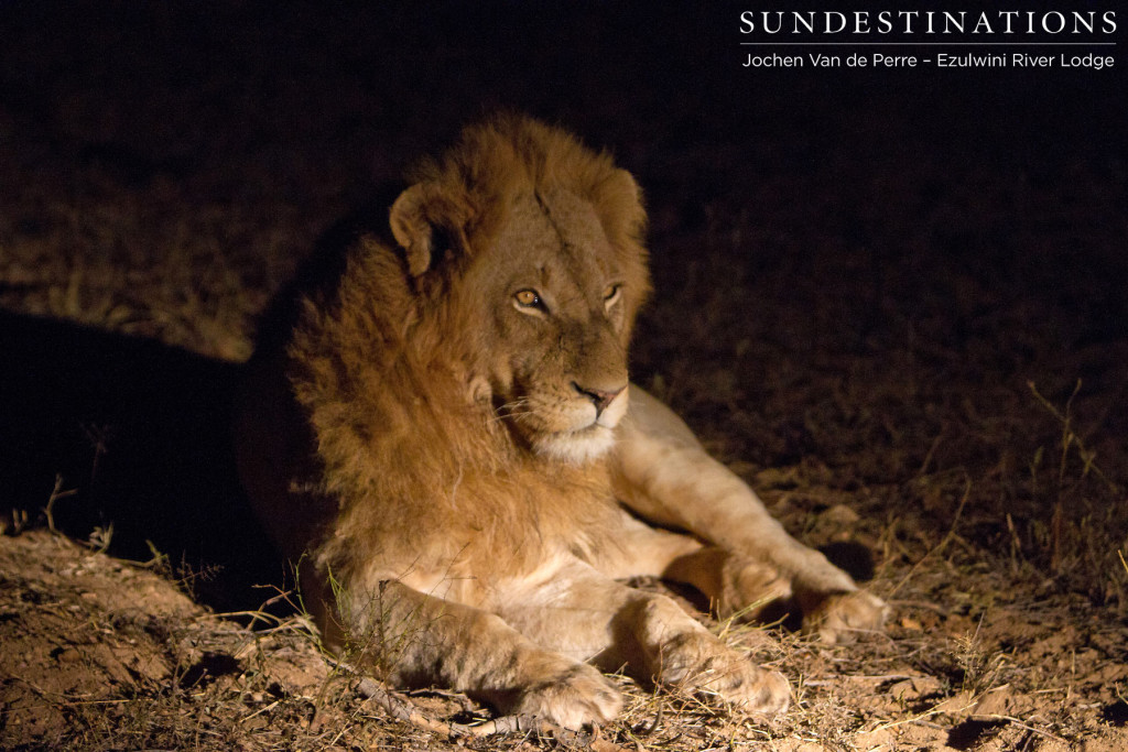 Male lion speculated to be from Singwe Pride