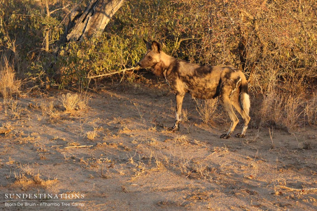 Active wild dogs in the afternoon