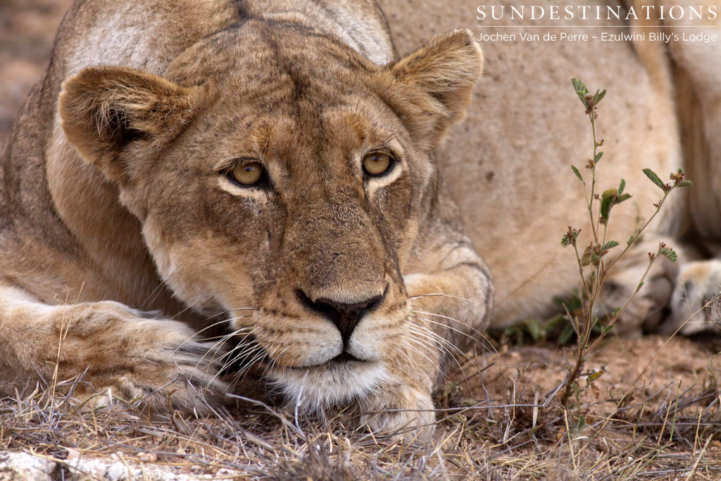 One of the two lionesses seen at Ezulwini River Lodge lately.