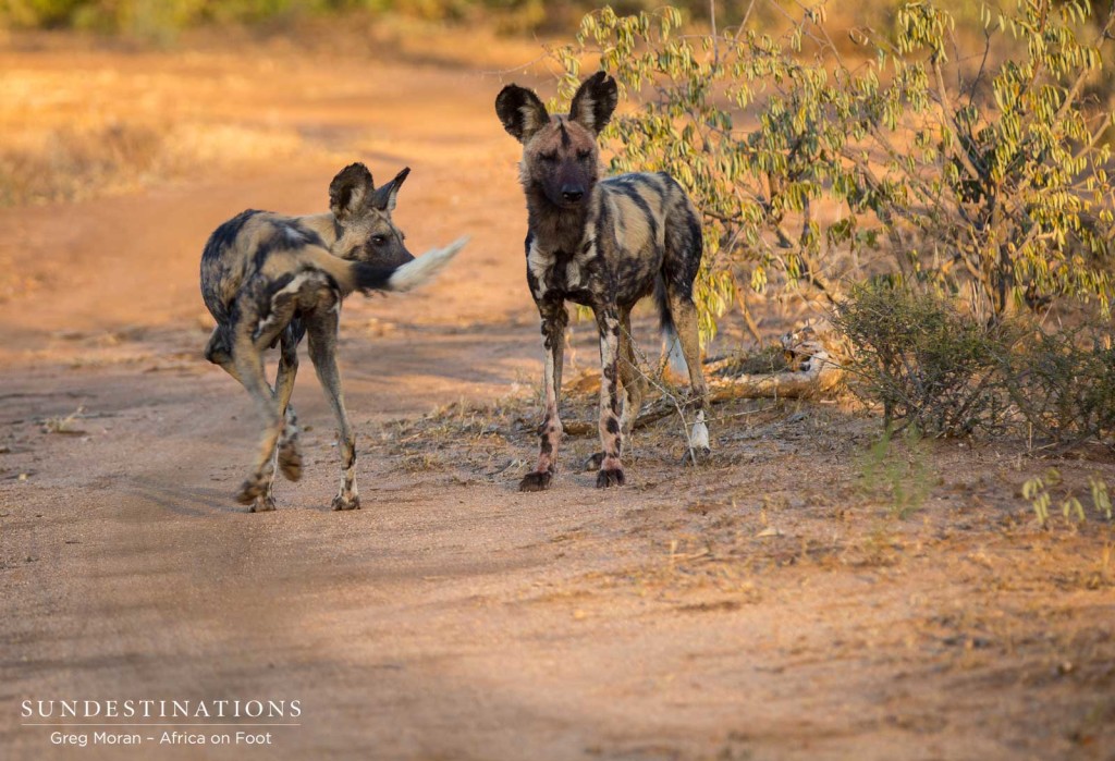 Two of the 3 wild dogs seen lately in Klaserie