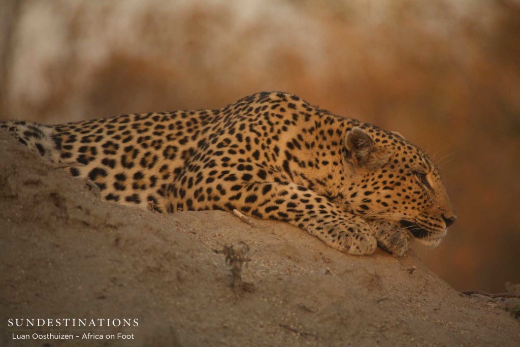 Leopardess Cleo snoozing on a termite mound