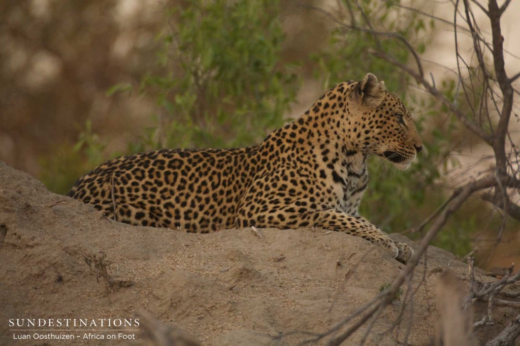 Sighting of Cleo at Africa on Foot and nThambo Tree Camp