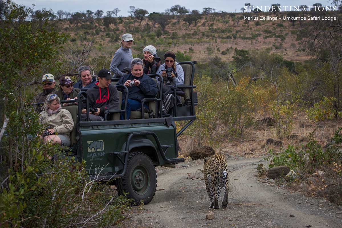 Mxabene Leopard Umkumbe