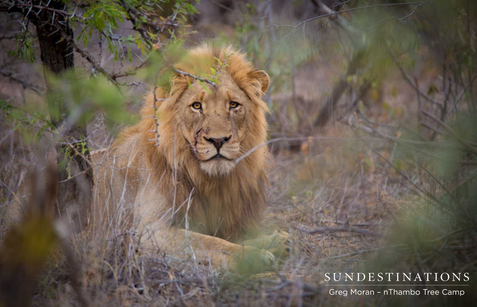 Male Lion nThambo
