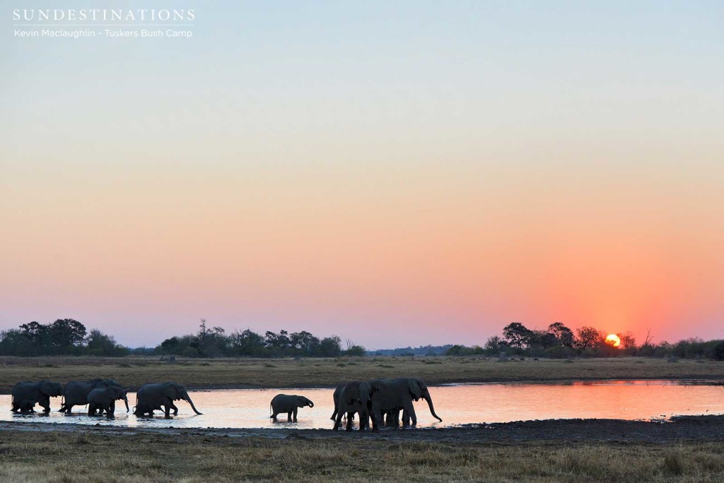 A herd of elephants gather at sunset to drink at a pan in the Tuskers concession on the eastern edge of Moremi Game Reserve