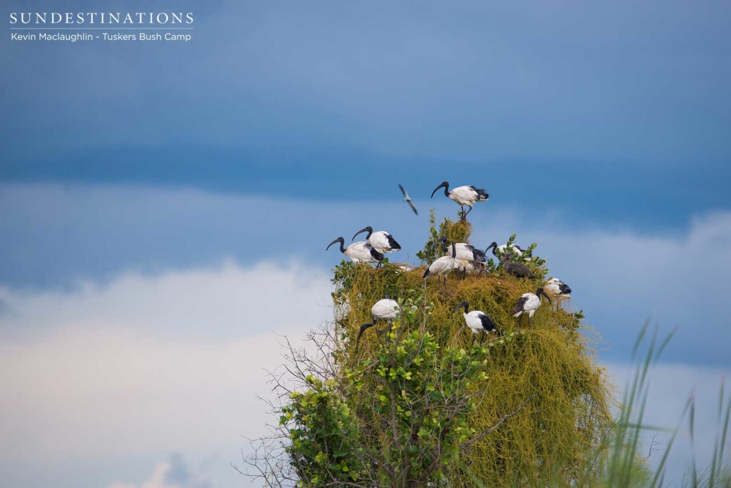 Contrasting black and white sacred ibises perch in a community nesting site under moody blue-grey skies