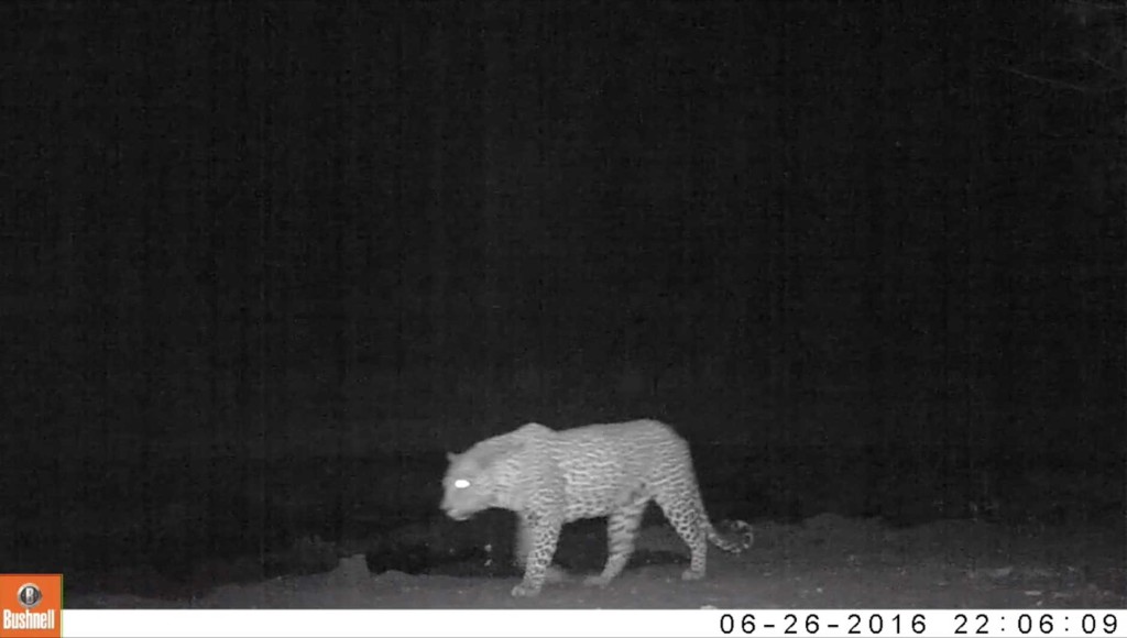A leopard stalks passed the camera trap set up at Twin Pans