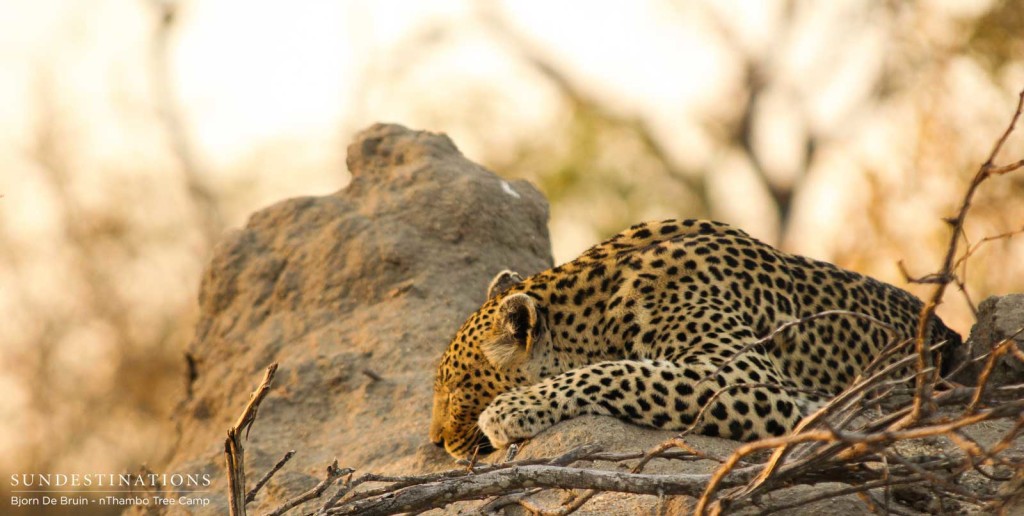 Lazy leopard life