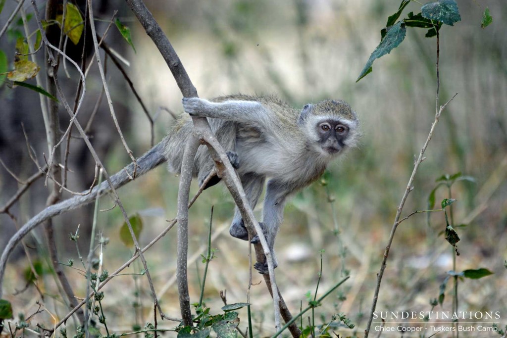 A young vervet monkey freezes before it leaps into the safety of a tree once it is spotted foraging in the fallen brown winter leaves