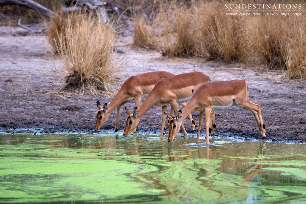 Three female impala dip their heads to drink from a vibrantly green waterhole