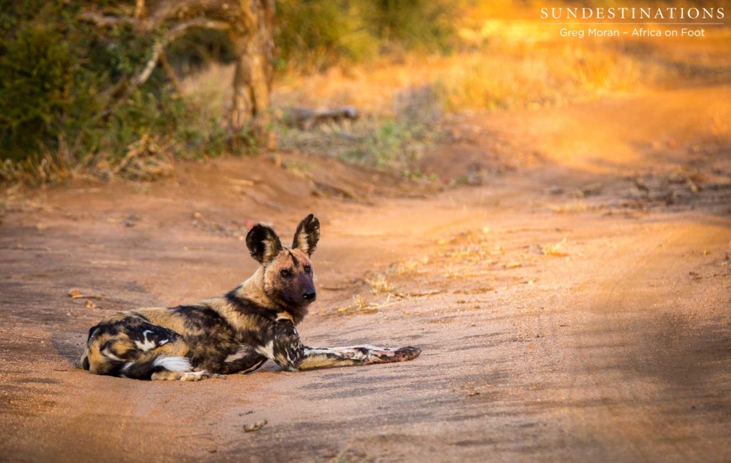 African wild dog absorbs the warmth of the morning in a spill of golden sunlight