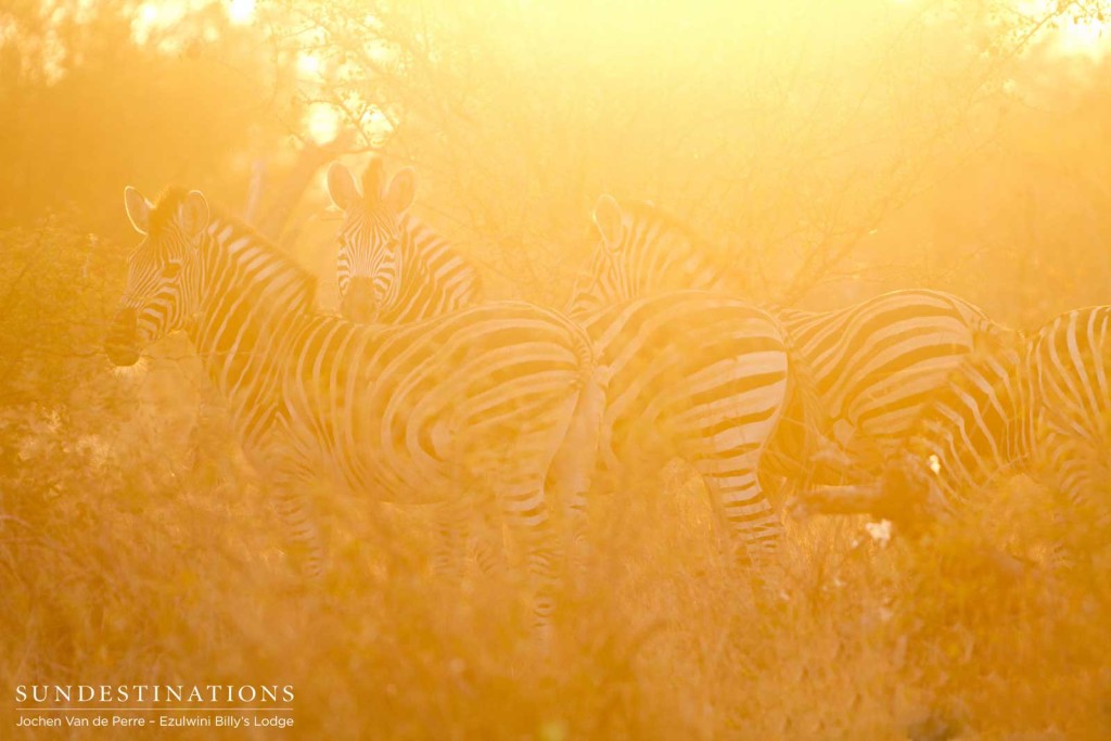 Zebras bathed in the golden morning light, painting their black and white pelts a liquid honey orange