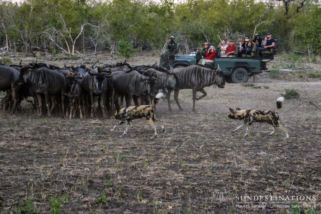 Umkumbe guests look on as a pack of African wild dogs intimidate a herd of wildebeest in the Sabi Sand