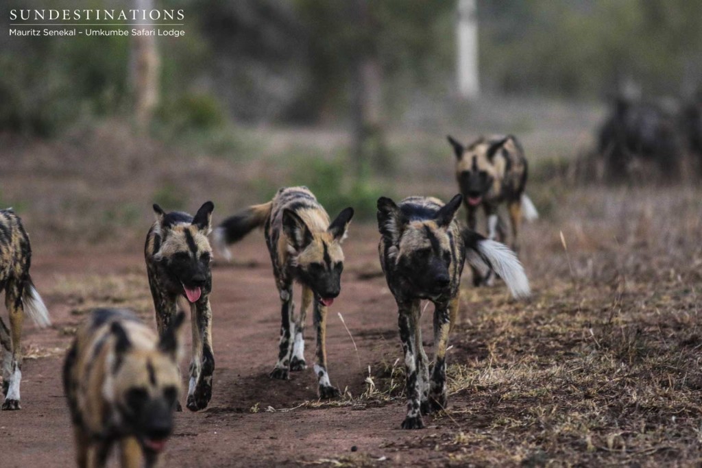 African wild dogs on the move, panting and trotting after their attempt at tackling a wildebeest