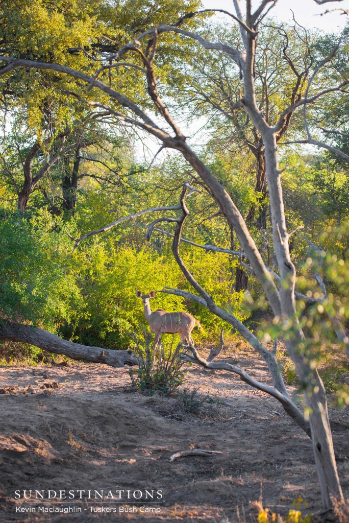 A female kudu pauses in the open and allows her camouflage to do the trick
