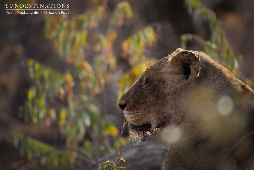 Ross Breakaway resting while Mapoza males took over their kill