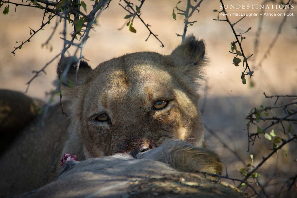 Ross Breakaway lioness getting tucked into the kudu they killed