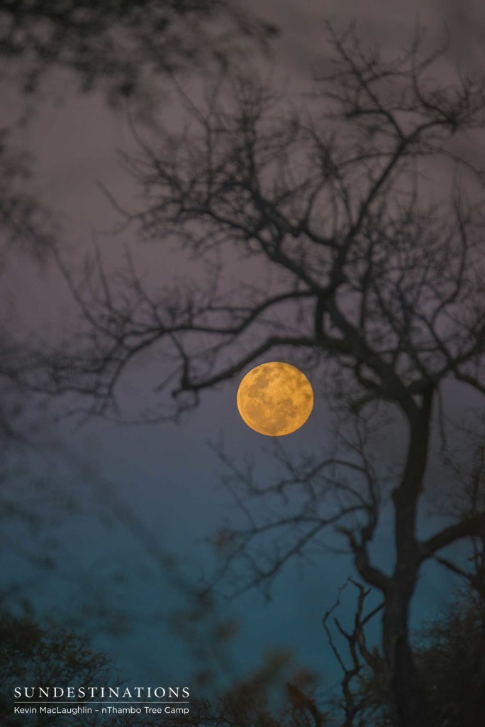 Full moon rises into the heavens and finds a gap between the branches to be photographed