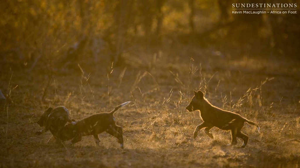 Without a doubt one of our favourites this week: wild dog pups gallivanting in the dusty dusk. How spoilt are we?