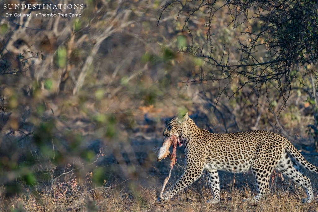 Marula, female leopard in the nThambo Tree Camp territory, marches off with the remains of her steenbok kill in her mouth. A phenomenal sighting for her adoring audience
