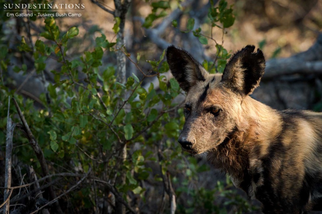 The endangered African wild dogs spotted on Tuskers Bush Camp territory this week gave the keen photographers on board the game viewer an opportunity of a lifetime