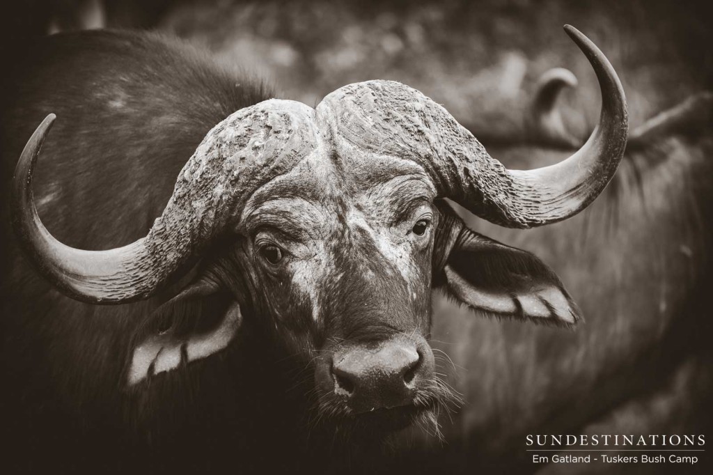 A buffalo bull eyes out guests on a game drive in the Tuskers Bush Camp private concession in Botswana