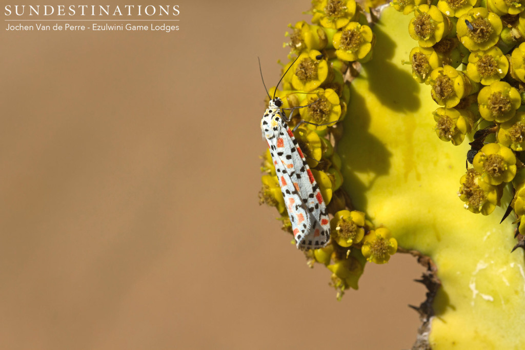 One of the colourful creatures of the Kruger, sunning itself on an interesting succulent plant. Sometimes, the most beautiful elements of nature are a little harder to spot!