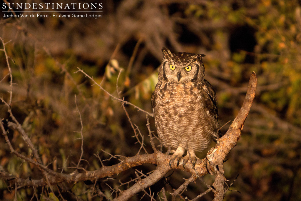 A spotted eagle owl has become a regular sighting outside Ezulwini River Lodge, and is often on its perch to welcome guests back from game drive!