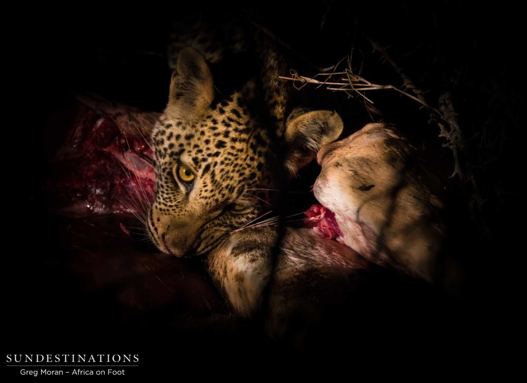 Ross Dam's female cub feasting on an impala kill