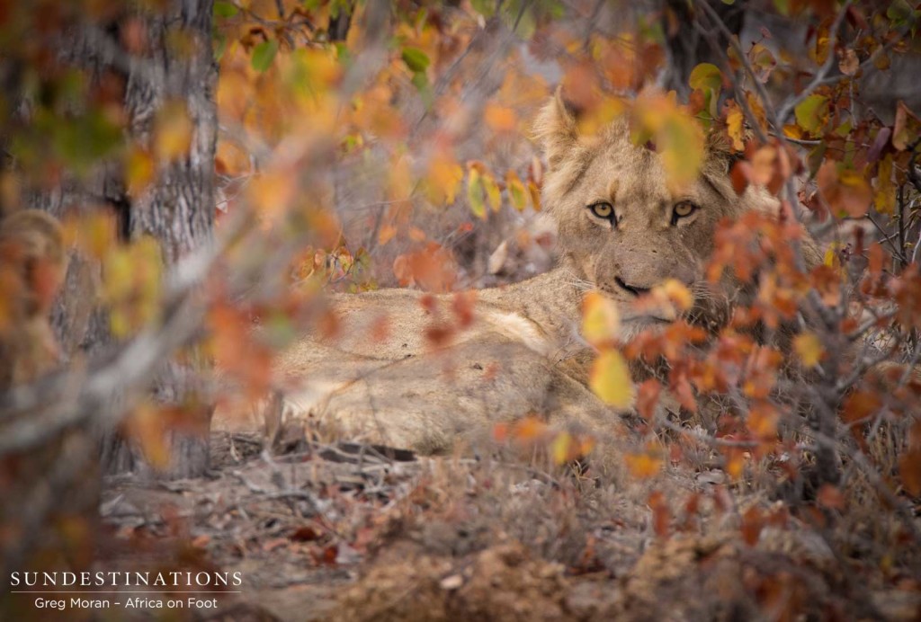 One of the Hercules Pride youngsters stays true to her pride's reputation and remains hidden behind the winter leaves, blending in beautifully to the bush