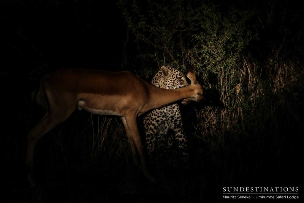 Tatowa continues to hold the impala by the throat in order to complete her kill