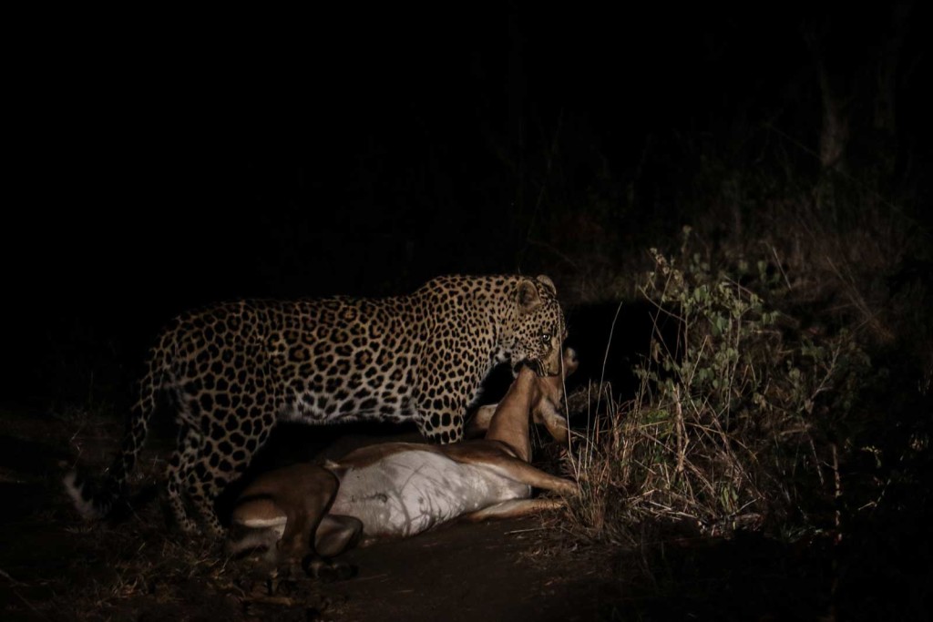 The impala collapses and Tatowa makes sure she has successfully killed her prey