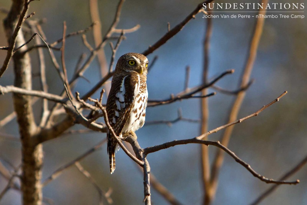 An African barred owlet appears full of character as it raises its brow and glances over its shoulder at the photographer
