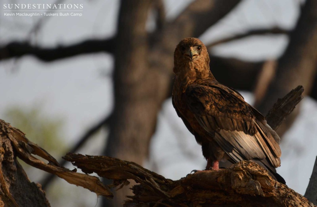 A juvenile bateleur starts to show its adult colours in its blushing feet, but still has a long way to go to transform its magnificent adult plumage