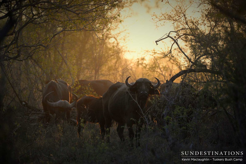 A herd of buffalo investigate the game viewer as Tuskers Bush Camp guests drive past at sunrise