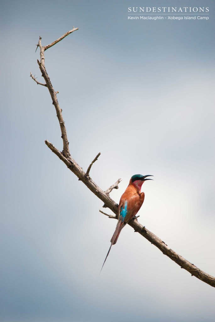 A Carmine Bee-eater catches its breath