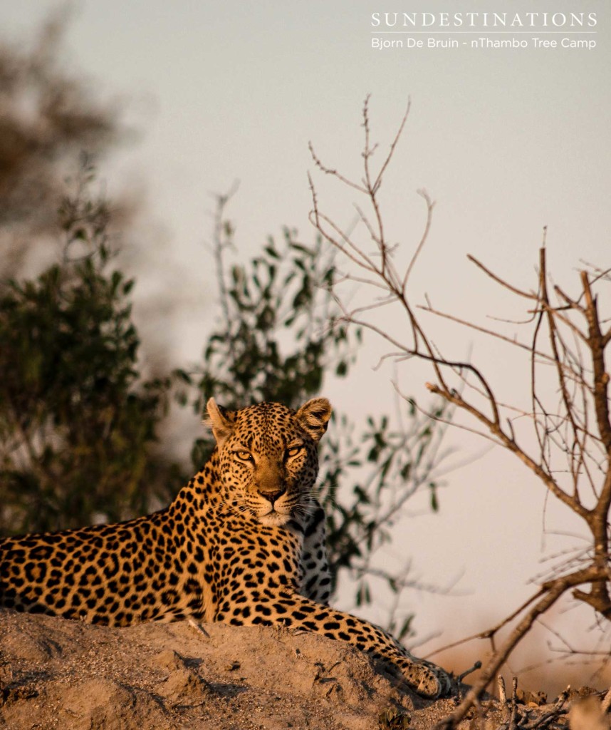 Cleo, one of Klaserie's territorial female leopards looks regal as she soaks up the sun on top of a termite mound