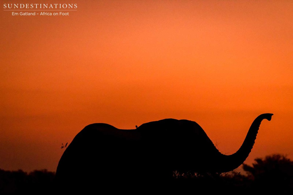 An elephants smells the air as the light begins to fade at sunset