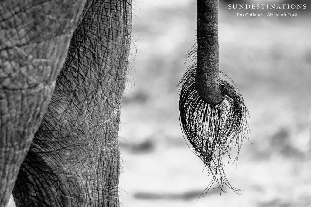 The bristly tail-end of a leathery elephant