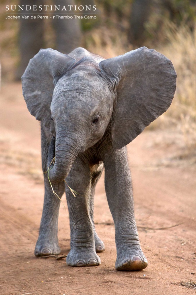An infant elephant fumbles with a strand of grass as she discovers the many uses of her trunk