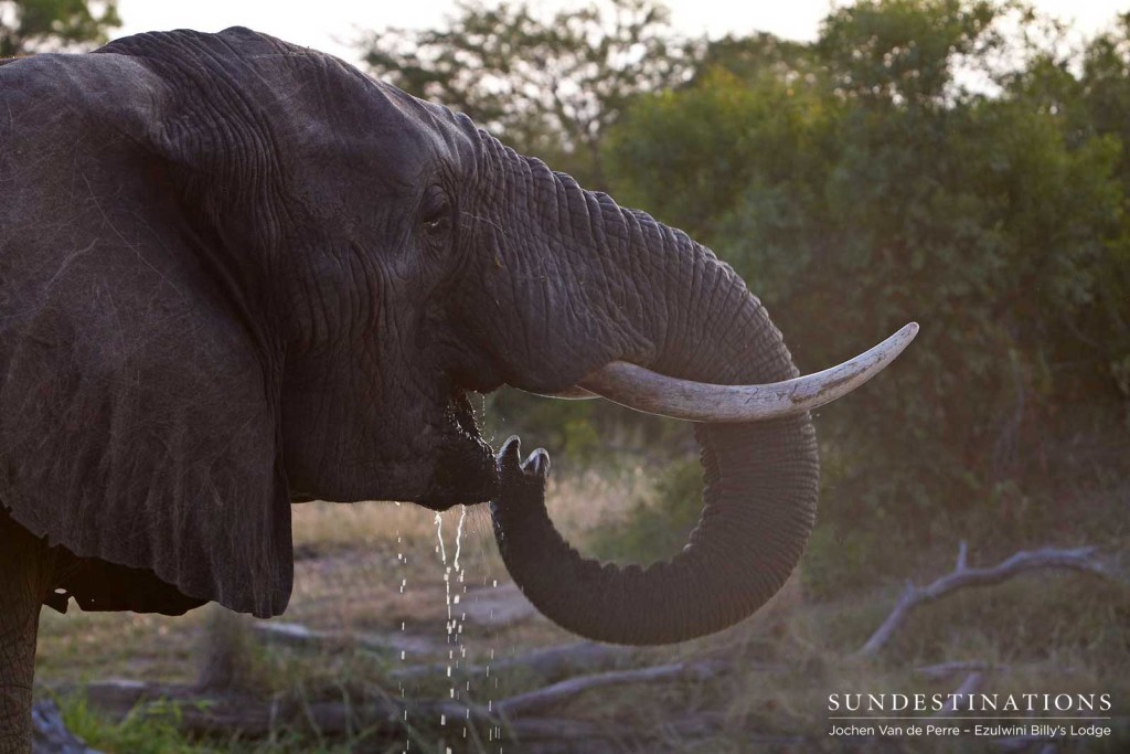 An elephant raises his tusks to the sky as he drains his trunkful of water, quenching his giant thirst