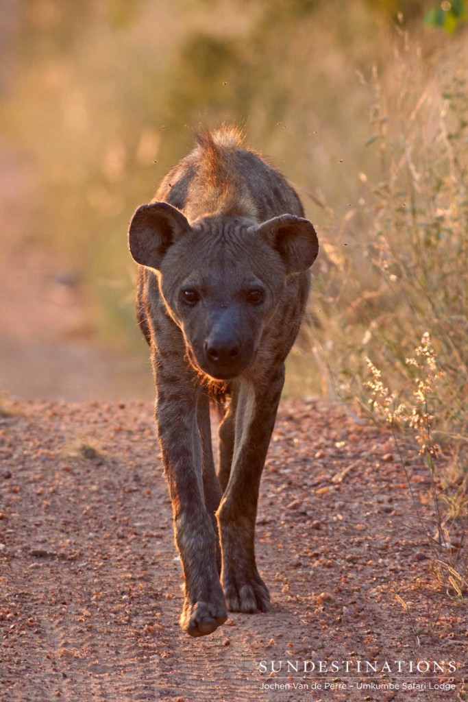 A hyena approaches a kill site at sunset, determining its way in to the feast