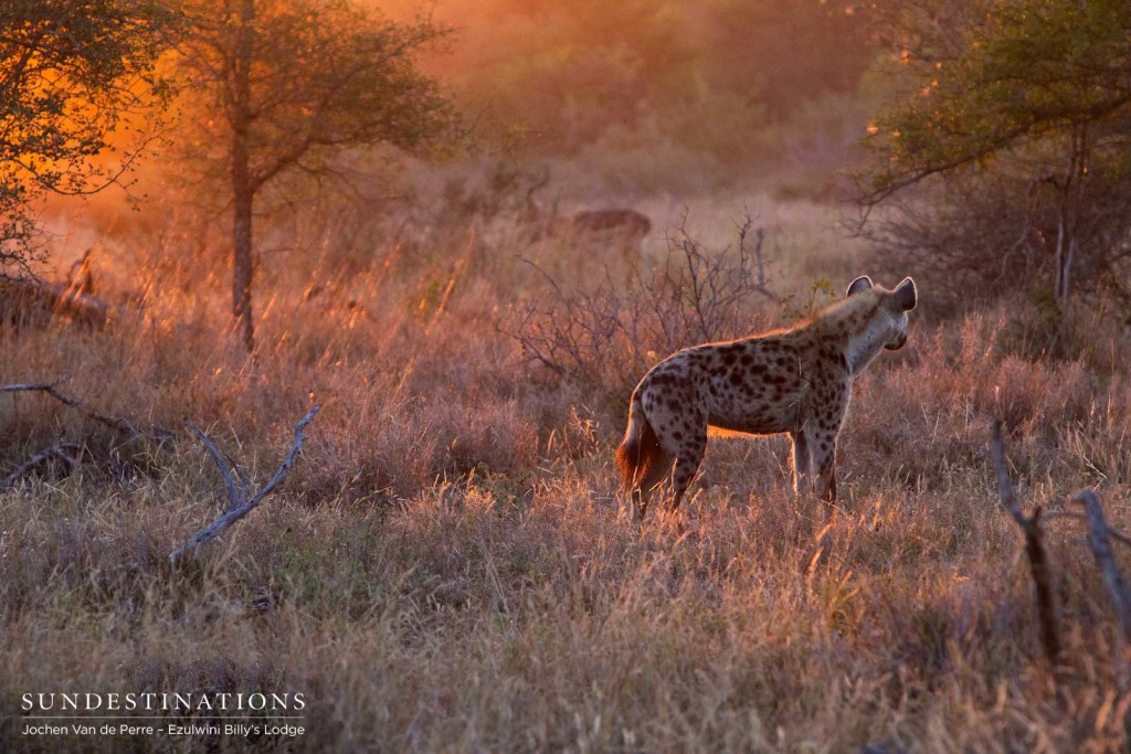 The sunrise illuminates a spotted hyena, certainly up to no good, while an impala nonchalantly grazes in the background