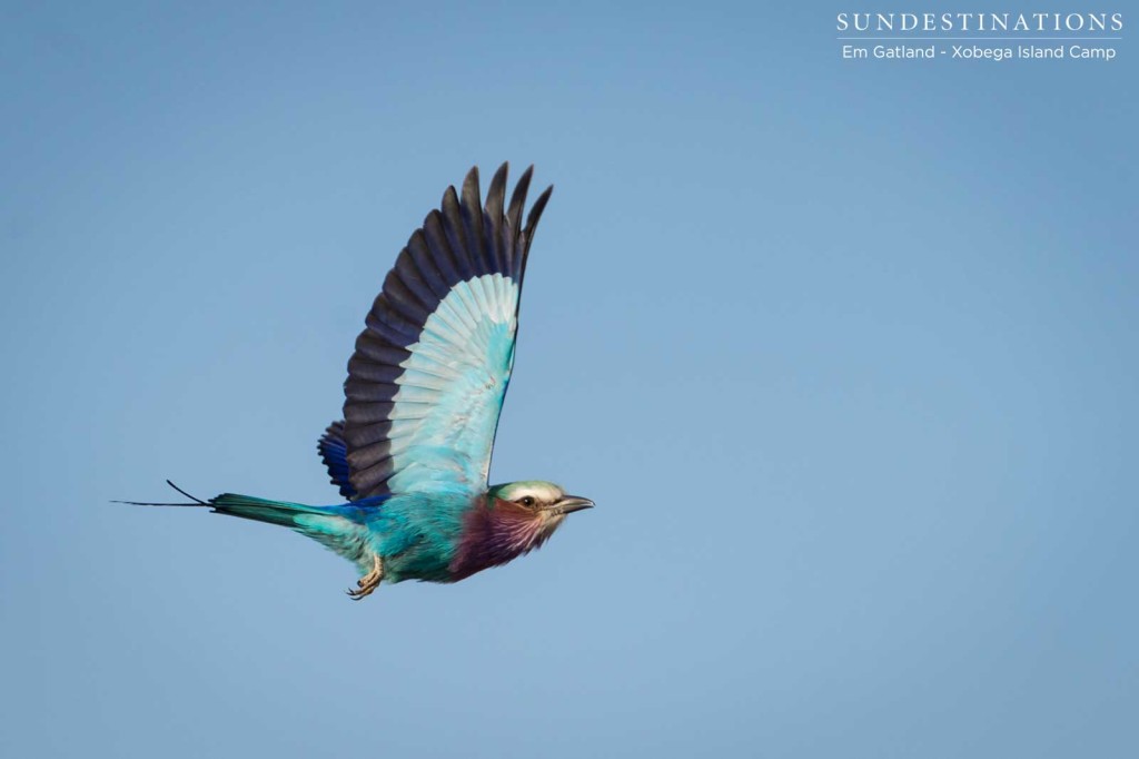 Beautiful Lilac-breasted Roller on the wing