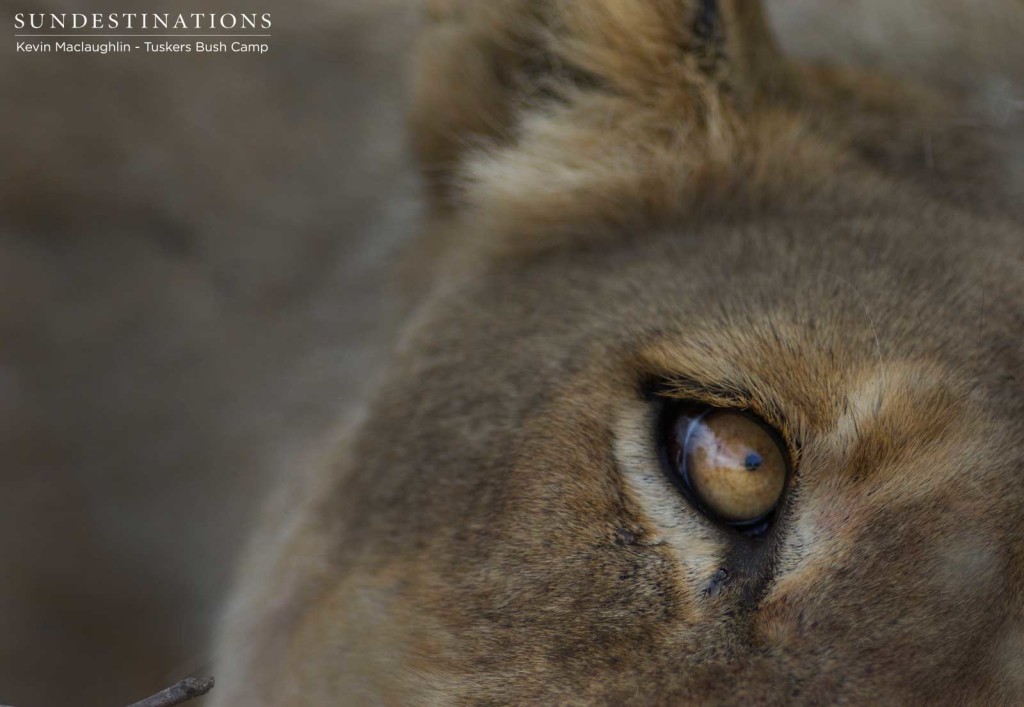 A lioness gazes up at vultures circling overhead, as she rests after a good feast in the Tuskers Bush Camp concession just east of Moremi Game Reserve