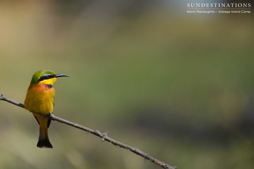 The incredible colouring of the Little Bee-eater