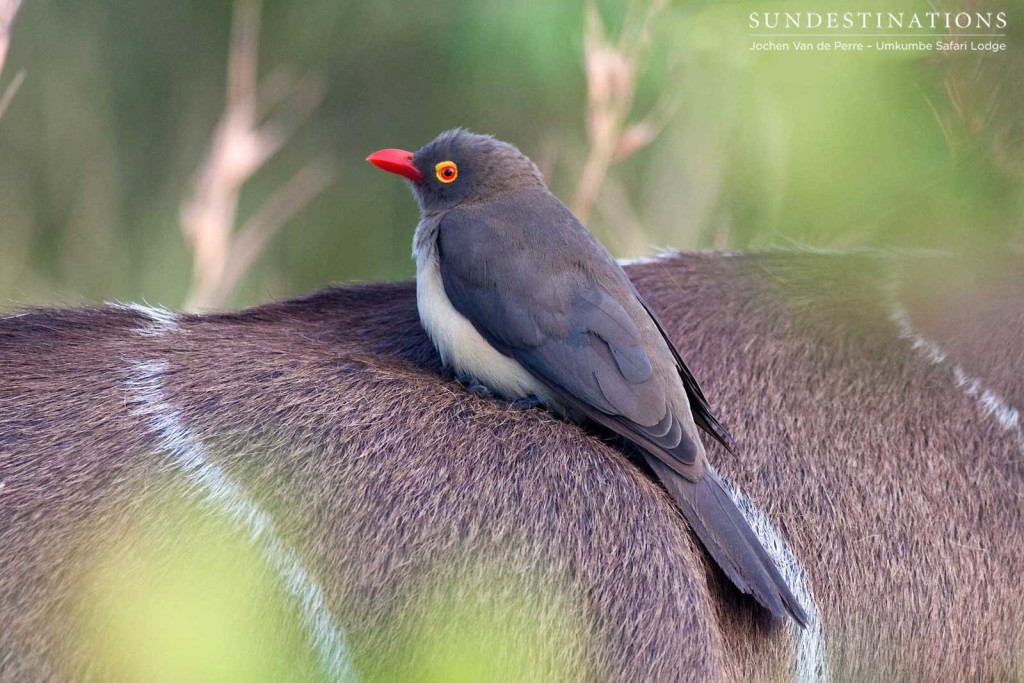 A red-billed oxpecker clings on to the fur of a kudu as the herd moves through the thicket.